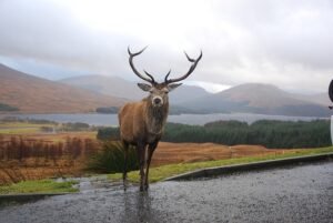 Mamores Ridge