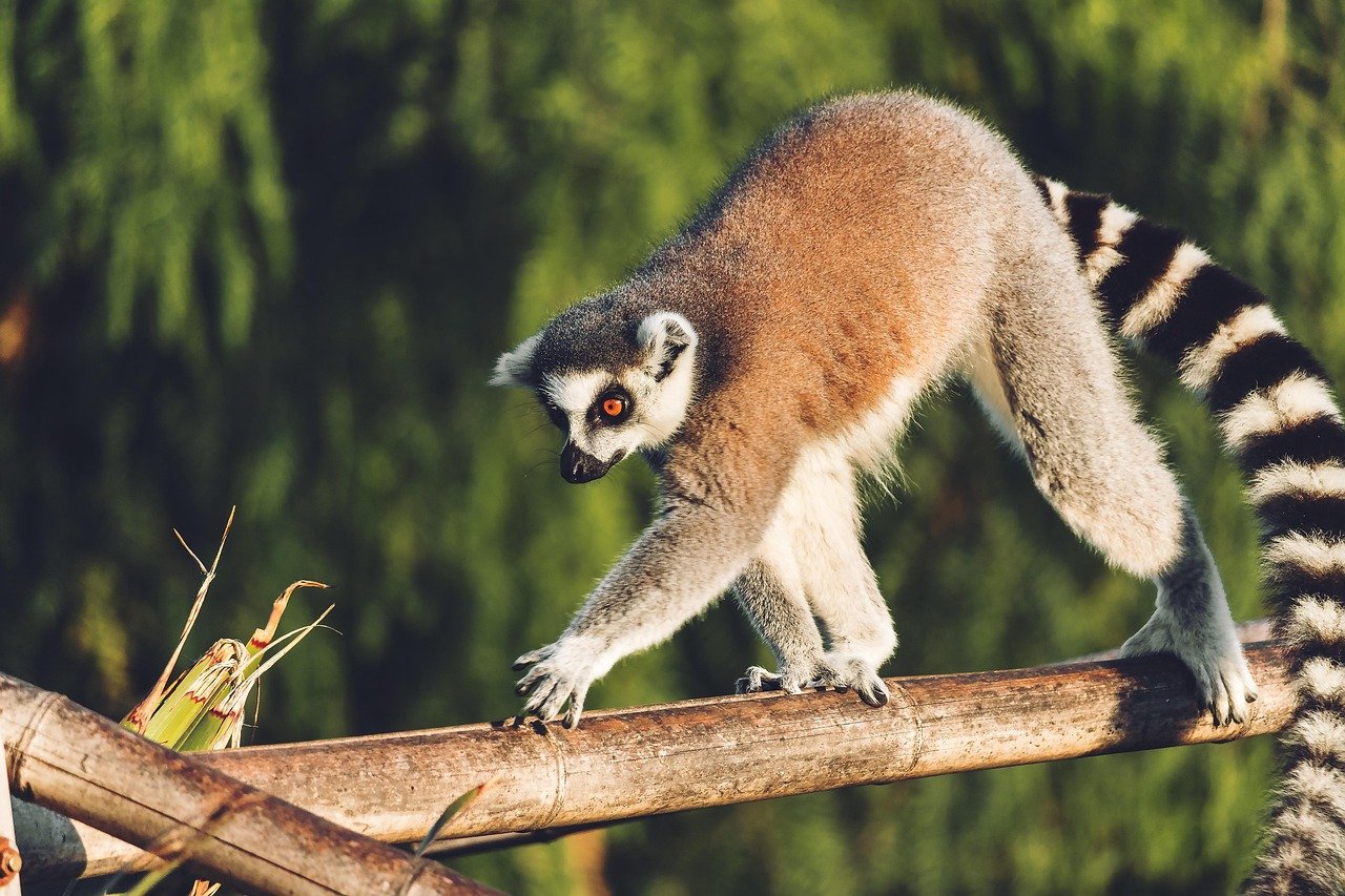Lemur