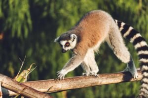 Lemur