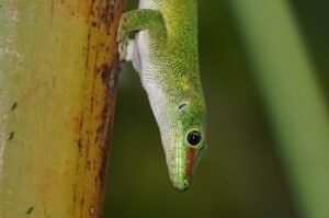 lizard 1000268 1280