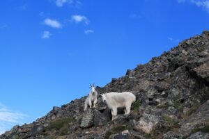 mountain goats 2007839 1280