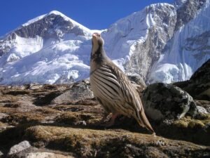 nepal 412 1280