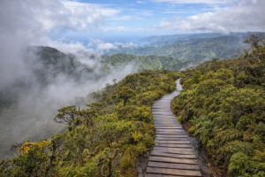 Alakai Swamp Trail