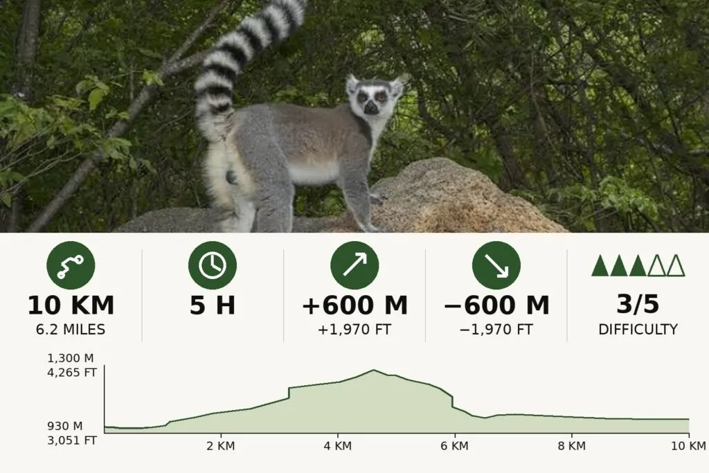 Lemur Forest